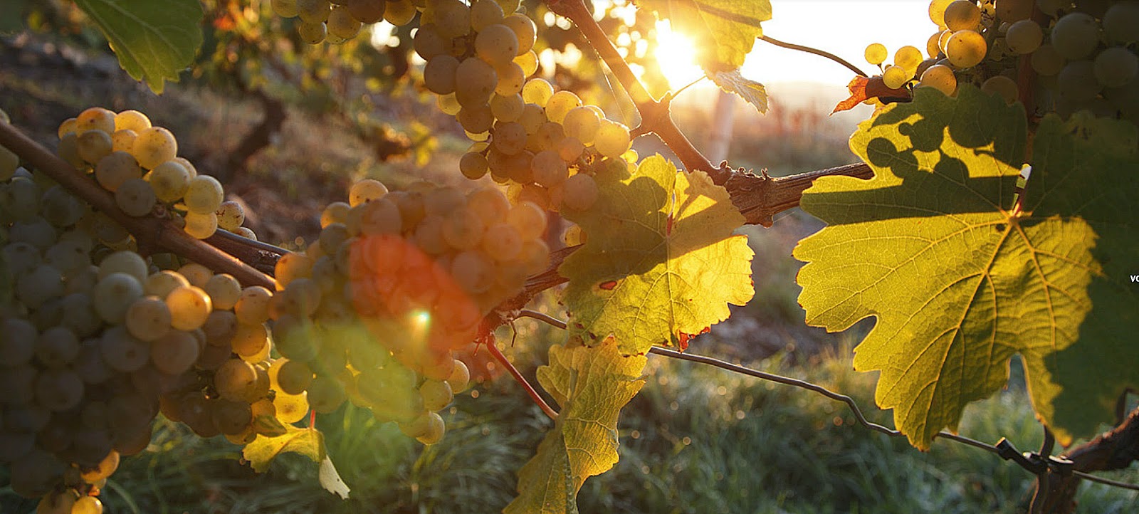 De subtiele nuances in rieslings van Nahe-domein Schäfer-Frölich