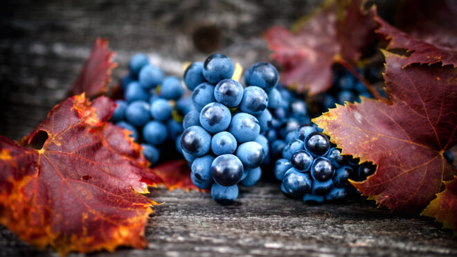 Een dekselse doerak van een druif: pinot noir