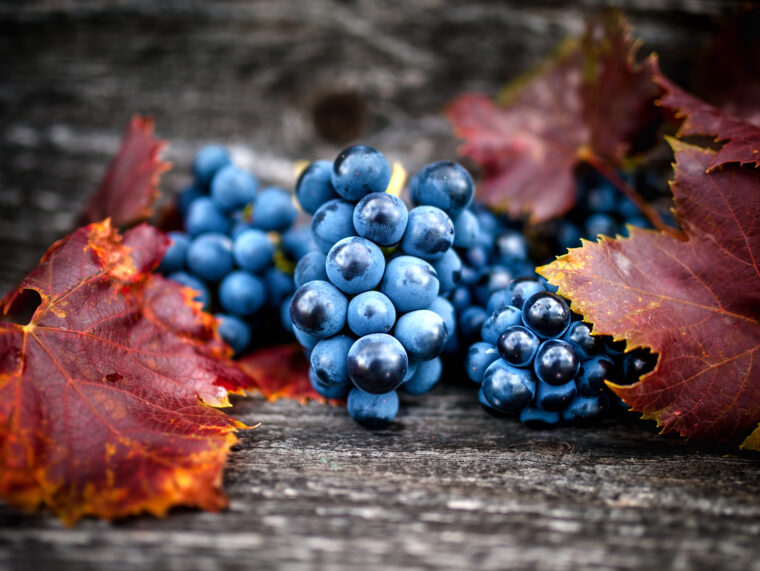 Een dekselse doerak van een druif: pinot noir